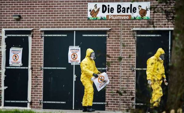 People in protective gear walk by the poultry farm where a new outbreak of bird flu was found today in Zoeterwoude,