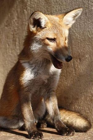 Rafi the Rock-A-Field fox released into the wild