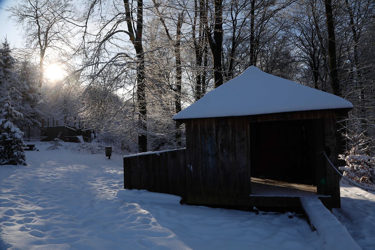 Illustration, Schnee, Winter, Winterlandschaft, Foto: Anouk Antony/Luxemburger Wort