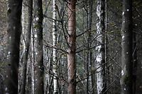 Illustration, Natur, Wald, Landschaft, Baum, Bäume, Blätter und Pilze, Licht Herbstaufnahmen Foto: Luxemburger Wort/Anouk Antony