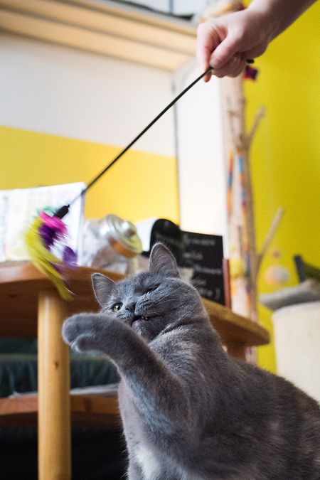 Besucher des Berliner Katzenmusikcafés "Zur Mieze" können mit den dort lebenden Katzen spielen, zum Beispiel mit Katze Jewels.    