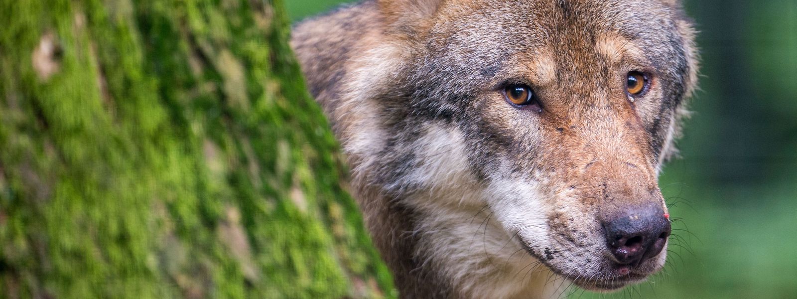 Zuletzt hatte es 2020 im Raum Niederanven einen bestätigten Wolfsnachweis gegeben.