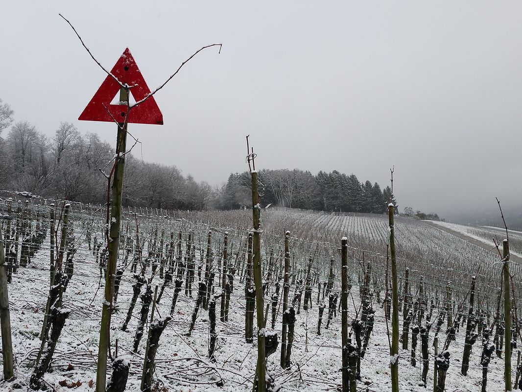 In den Weinbergen von Wellenstein