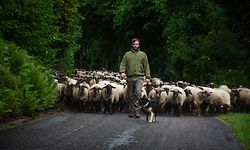 Schäferei - Photo : Pierre Matgé