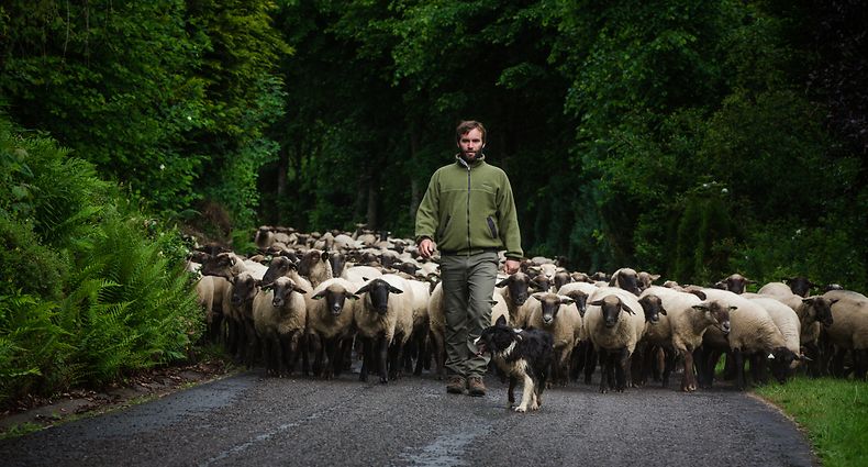 Schäferei - Photo : Pierre Matgé