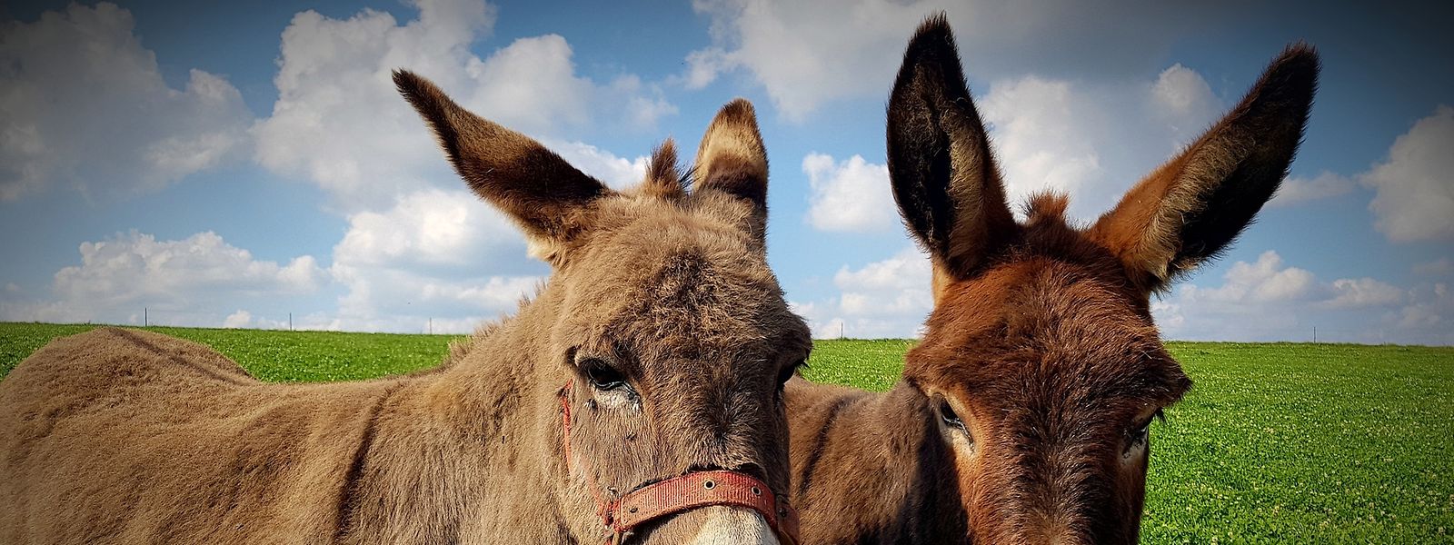 Vermehrte Fälle von Tierquälerei haben die Politik zum Handeln veranlasst.