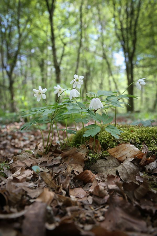 24.04.2017 Luxembourg, Luxemburg, Blumen, Maiglöckchen, Meeréisercher  photo Anouk Antony