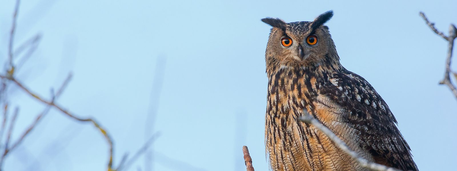 Blick in eine ungewisse Zukunft: Die Bestände des Uhu in Luxemburg haben sich wieder leicht erholt. 