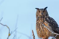 Blick in eine ungewisse Zukunft: Die Bestände des Uhu in Luxemburg haben sich wieder leicht erholt. 