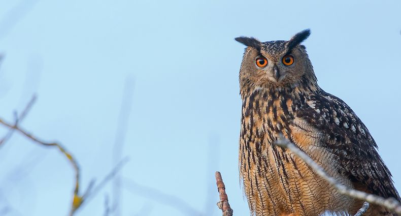 Blick in eine ungewisse Zukunft: Die Bestände des Uhu in Luxemburg haben sich wieder leicht erholt. 