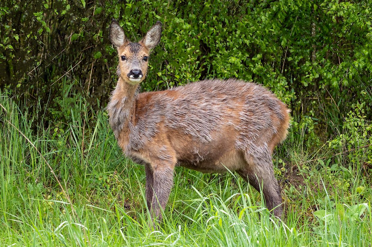 Biche - Sanem -  - 09/05/2019 - photo: claude piscitelli