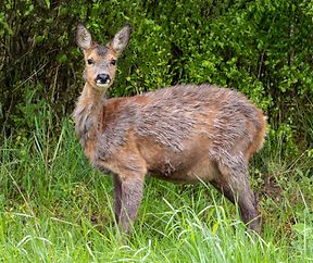 Biche - Sanem -  - 09/05/2019 - photo: claude piscitelli