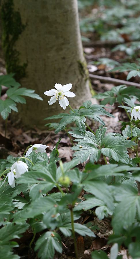 24.04.2017 Luxembourg, Luxemburg, Blumen, Maiglöckchen, Meeréisercher  photo Anouk Antony