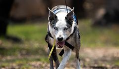 HANDOUT - 21.11.2019, Australien, ---: Bear (dt. Bär), ein Koala-Spürhund, läuft mit einer Funkantenne, die an seinem Körper befestigt ist. (zu dpa: "Ein Riecher für Koalas: Spürhunde helfen in Australiens Brandgebieten") Foto: --/IFAW/dpa - ACHTUNG: Nur zur redaktionellen Verwendung im Zusammenhang mit der aktuellen Berichterstattung und nur mit vollständiger Nennung des vorstehenden Credits +++ dpa-Bildfunk +++