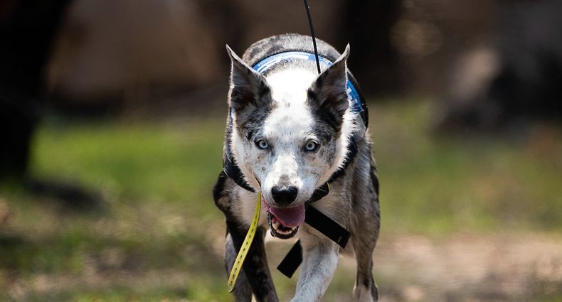 HANDOUT - 21.11.2019, Australien, ---: Bear (dt. Bär), ein Koala-Spürhund, läuft mit einer Funkantenne, die an seinem Körper befestigt ist. (zu dpa: "Ein Riecher für Koalas: Spürhunde helfen in Australiens Brandgebieten") Foto: --/IFAW/dpa - ACHTUNG: Nur zur redaktionellen Verwendung im Zusammenhang mit der aktuellen Berichterstattung und nur mit vollständiger Nennung des vorstehenden Credits +++ dpa-Bildfunk +++