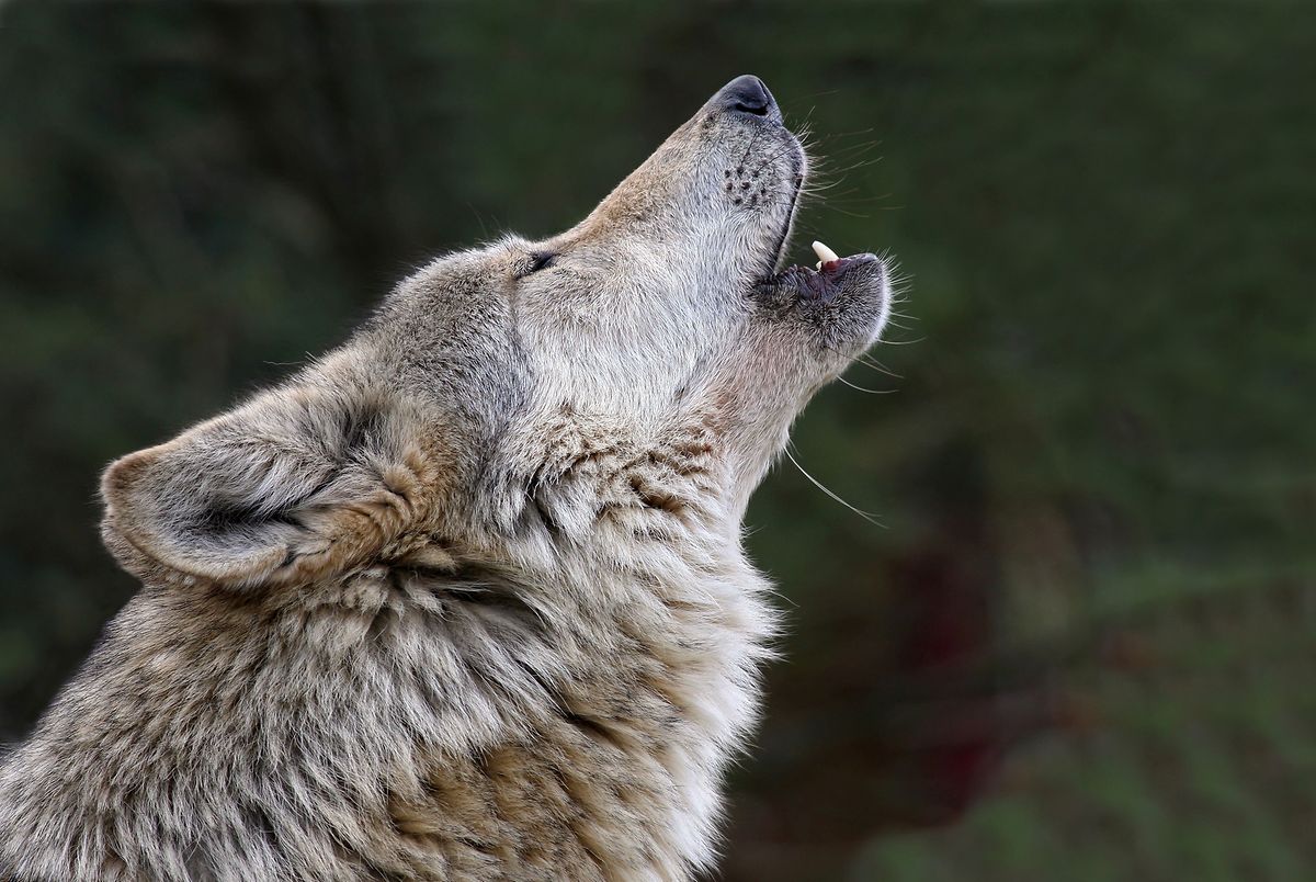See a variety of European and American wolves at Merzig