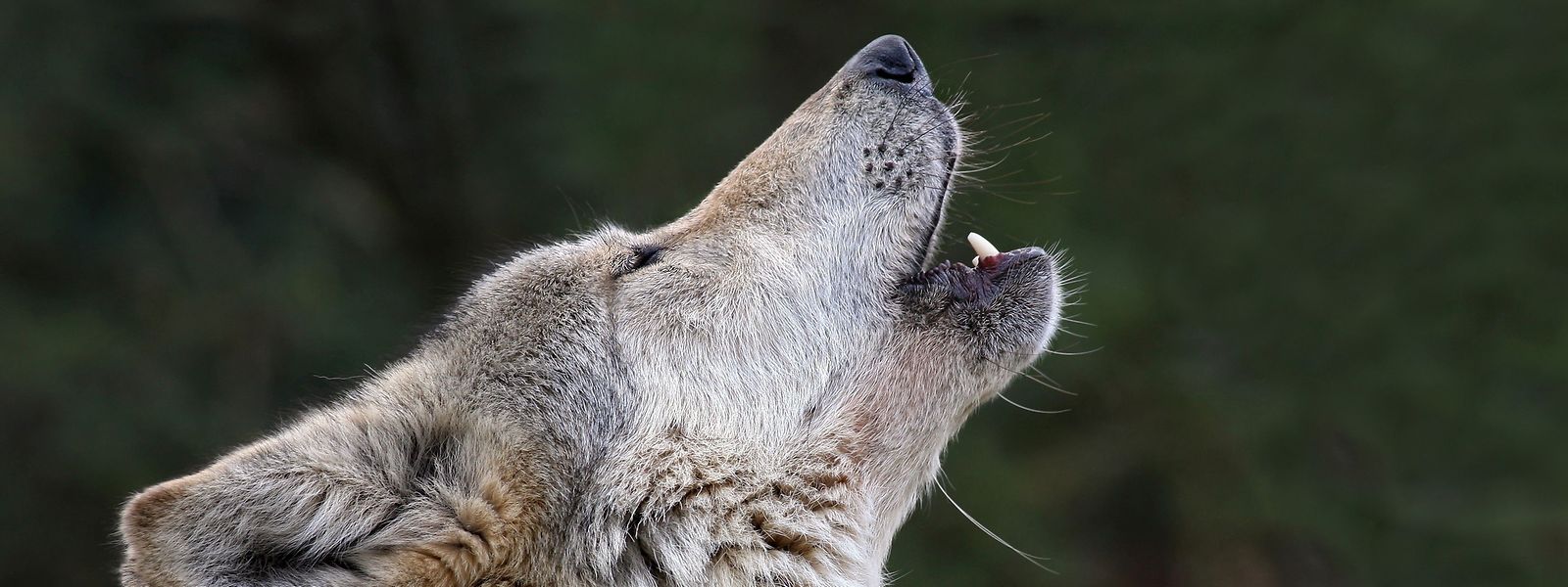 Aufgrund mangelnden DNA-Materials konnte der Wolf als Übeltäter nicht eindeutig nachgewiesen werden.