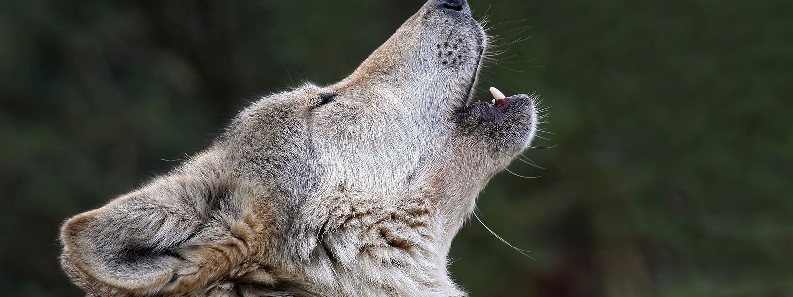 Der Wolf stammt aus einem Rudel, das in einem Gebiet zwischen Polen und Deutschland heimisch ist.