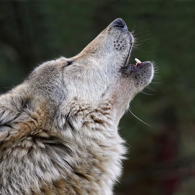 Wolf In Wintger Nicht Eindeutig Nachgewiesen
