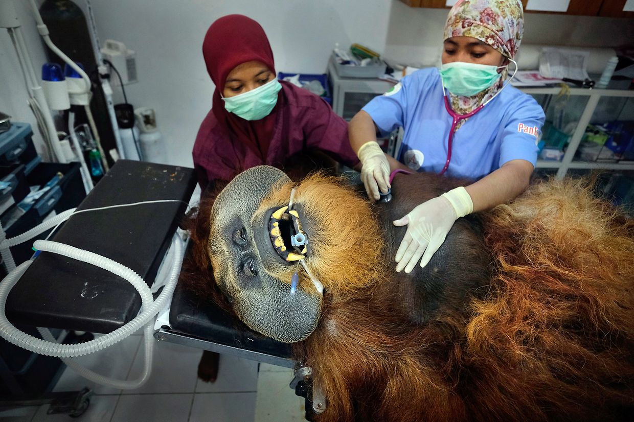 Fahzren, un orang-outan mâle de 30 ans, subit un examen médical de routine dans une station de quarantaine à Sumatra. Il a passé la plus grande partie de sa vie dans un zoo et ne peut être renvoyé dans la nature. La photo a reçu le premier prix dans la catégorie Histoires de nature. 
