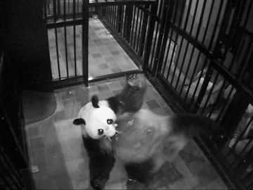 Nachwuchs für Shin Shin: Japan freut sich über Geburt eines Panda-Babys