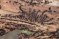 Die Insekten und ihre Larven hinterlassen unter der Baumrinde Fressspuren, die eine typische Maserung haben. 