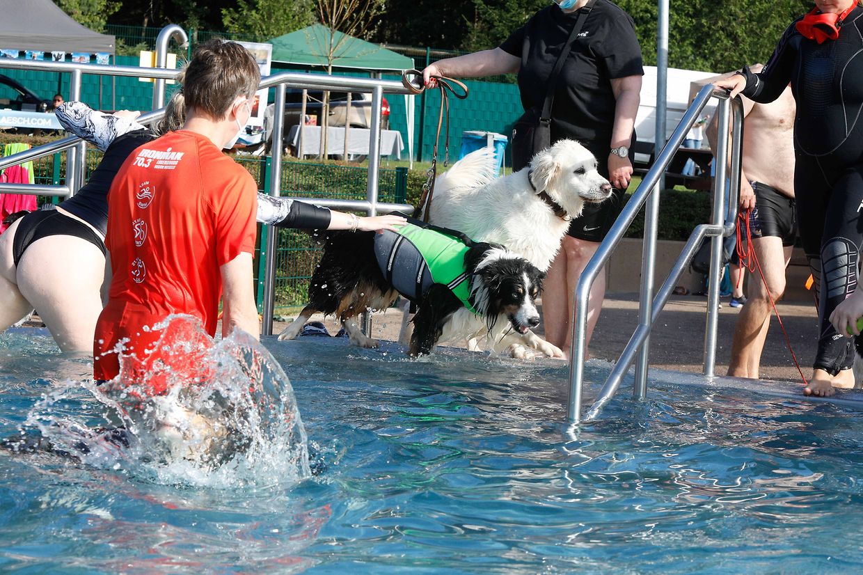 Lokales, Aqua Park, Schwimmbad, Hundeschwimmen, Badespass Foto: Luxemburger Wort/Anouk Antony