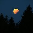 ARCHIV - 07.08.2017, Bayern, Steingaden: Der teilweise vom Erdschatten verdunkelte Vollmond steht am über einem Wald. (zu dpa «Sternwarten laden zu Beobachtung von totaler Mondfinsternis ein» vom 27.07.2018) Foto: Karl-Josef Hildenbrand/dpa +++ dpa-Bildfunk +++