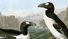 O arau-grande retratado numa pintura de John James Audubon (1785-1851)
