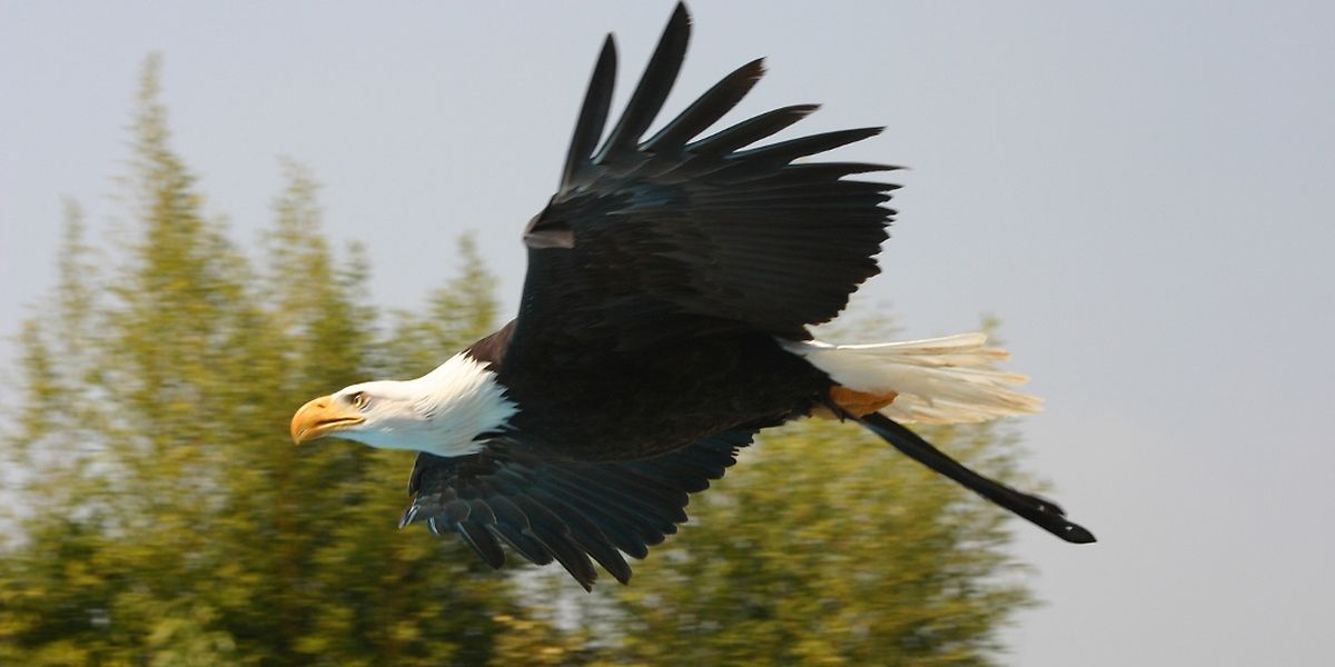 Video Un Jeune Enfant Enleve Par Un Aigle Royal Au Canada
