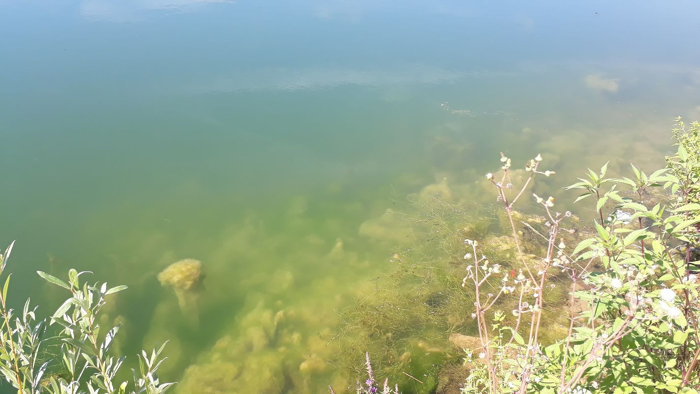 Em zonas interditas a banho há ainda algas junto à costa. Para quem passa perto, consegue ver pequenos peixes, patos e outros animais. 