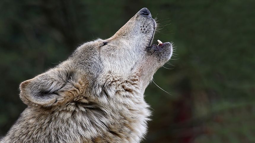 Luxemburger Wort - First official proof of wolf in Luxembourg since 1893
