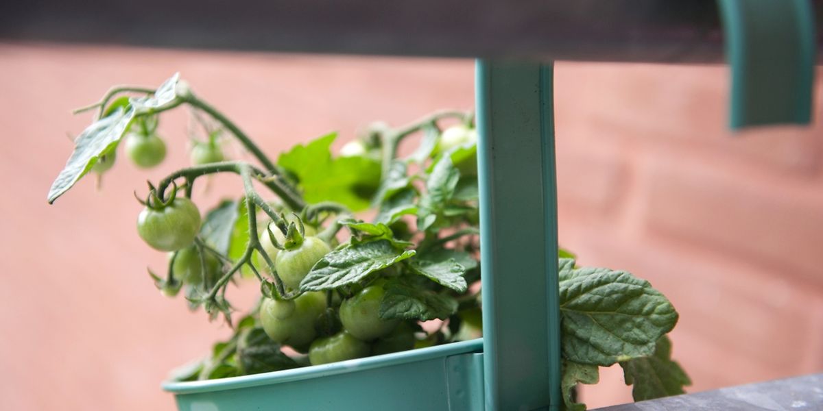 Der Gemusegarten Auf Dem Balkon Kartoffeln Und Gurken Aus Dem Topf