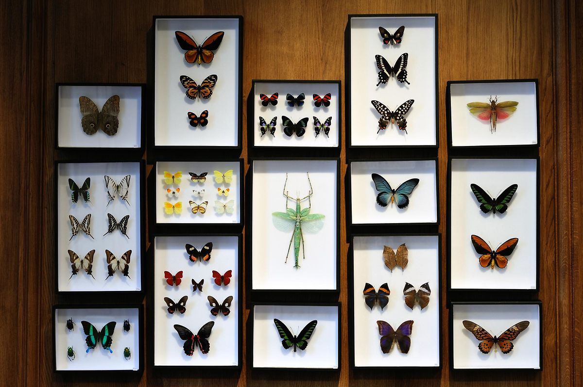 Die Insekten, die es bei Deyrolle zu sehen - und käuflich zu erwerben - gibt, stammen zum Großteil von Zuchtfarmen.