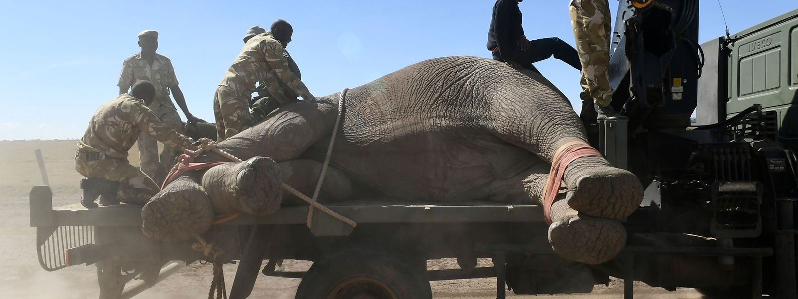 Schutzmaßnahme: Der Elefantenbulle wurde in Kenia in einen Nationalpark umgesiedelt.
