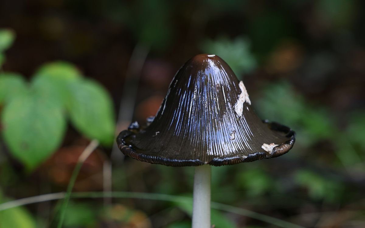 Les champignons à chapeau sont divisés en champignons tubulaires et en champignons à feuilles, selon la structure de leur fructification.
