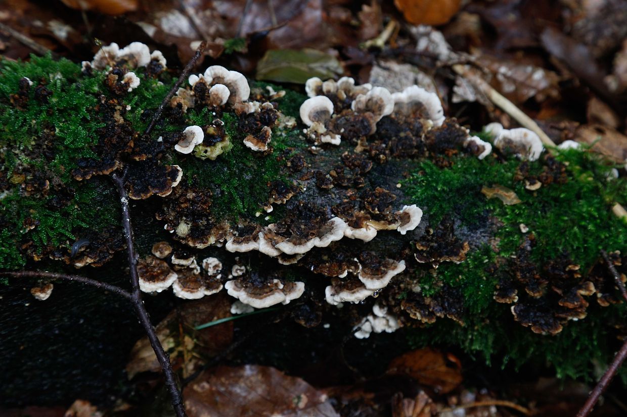 Illustration, Natur, Pilze,  Foto: Luxemburger Wort/Anouk Antony