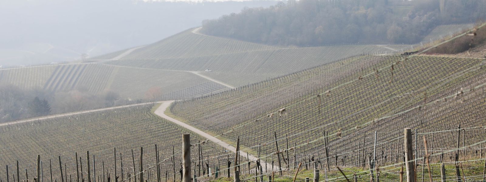 Weinberge bei Bech-Kleinmacher: Der Luxemburger Weinbau hat 2018 hervorragende Qualitäten geerntet, muss sich bei der Vermarktung aber anstrengen. 