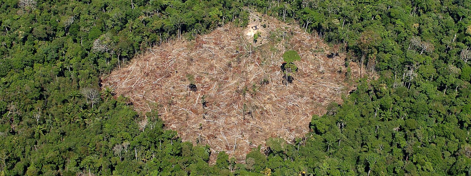 Vor allem der Regenwald ist von den Plänen der neuen Regierung unter Jair Bolsonaro bedroht: Bolsonaro will eine asphaltierte Straße mitten hindurch bauen lassen. 