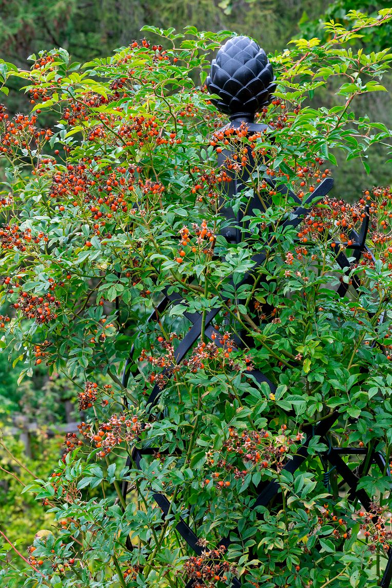 Rosa 'Mansfeld Rambler' rosehips around metal obelisk