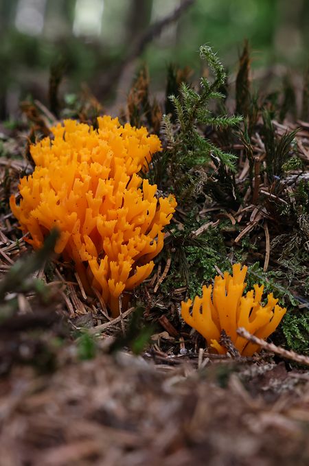 Un autre spécimen qui, avec son apparence orange, donne plutôt l'impression de venir de la mer. Pourtant, ce champignon se trouve dans la forêt luxembourgeoise.