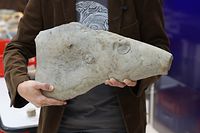 Lokales, Große Ausgrabung durch Paläontologen des Natur Musée, Foto: Chris Karaba/Luxemburger Wort