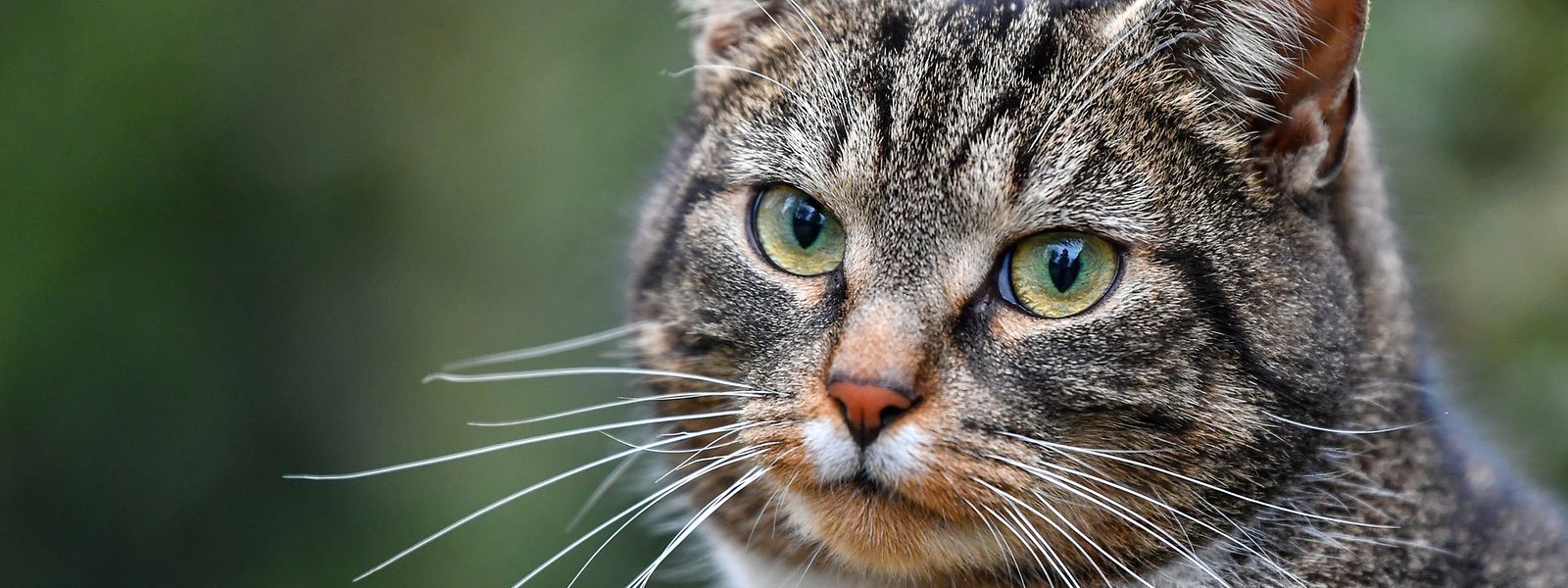 katze in frankreich mit coronavirus angesteckt