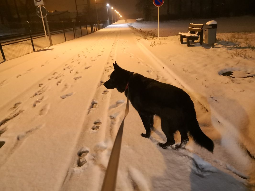 Bereits um 7 Uhr am Sonntagmorgen waren auch Verena Willing und ihr Hund Kefre in Ettelbrück unterwegs. 