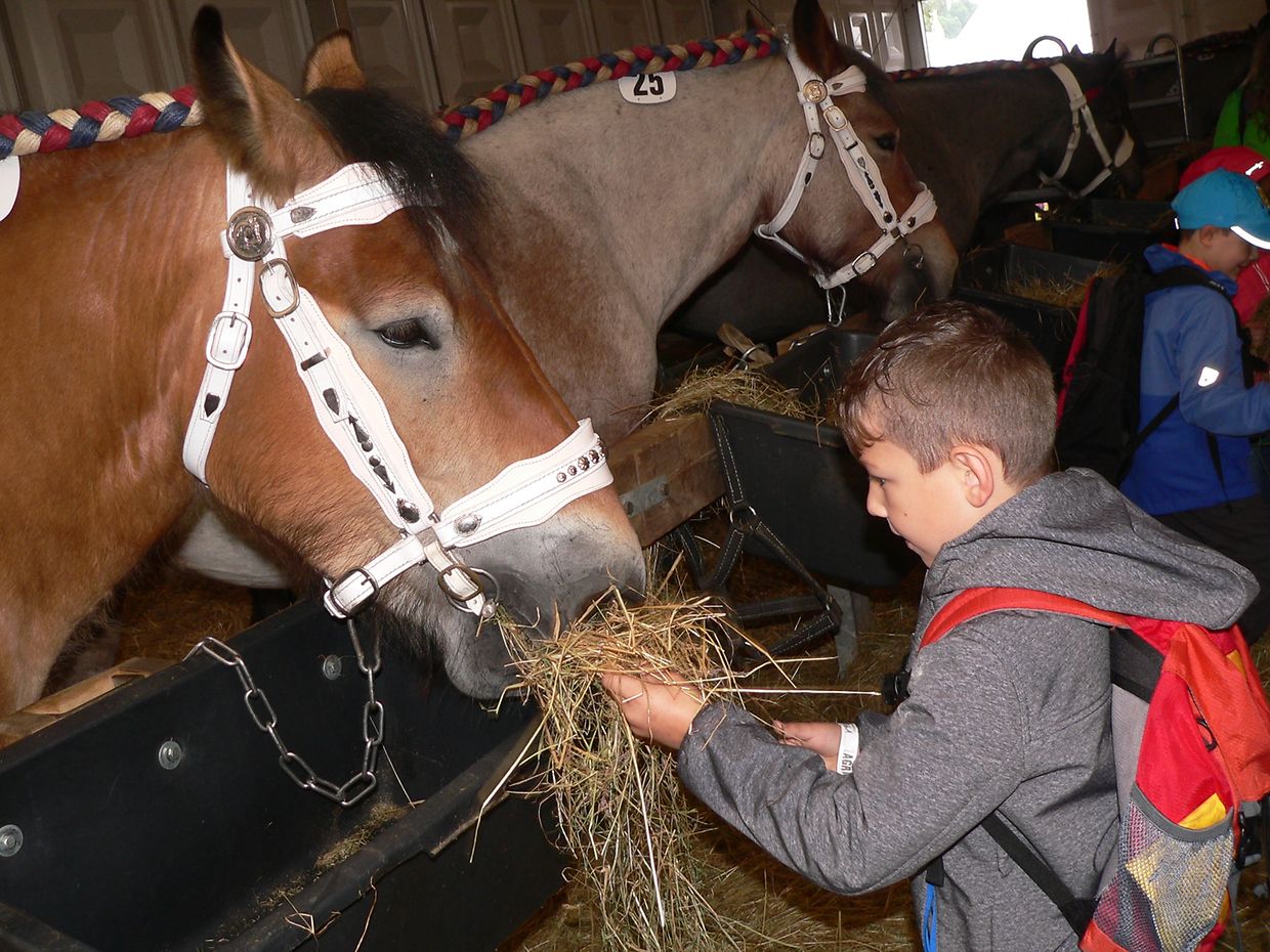 Die "Foire agricole" wusste den Regen am Samstag bereits mit einem abwechslungsreichen Show-Programm zur Nebensache werden zu lassen.