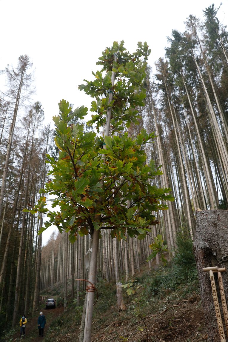 150 Bäume werden in den nàchsten Tagen in Lipperscheid gepflanzt.