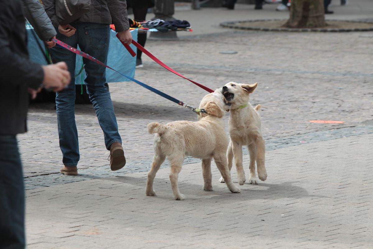Vor allem junge Hunde wollen sofort spielen, wenn sie auf einen Artgenossen treffen.