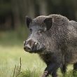Keine Schonzeit mehr: Um ein Ausbreiten der Afrikanischen Schweinepest zu verhindern, darf in der Schutzzone ganzjährig gejagt werden. 