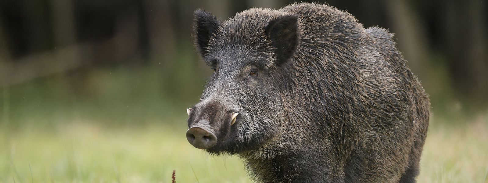 Mit einem acht Kilometer langen Zaun soll verhindert werden, dass das gefährliche Virus nach Luxemburg gelangt. 