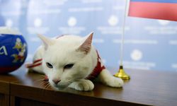 Les Russes, eux, misent pour ce Mondial 2018 sur Achille.